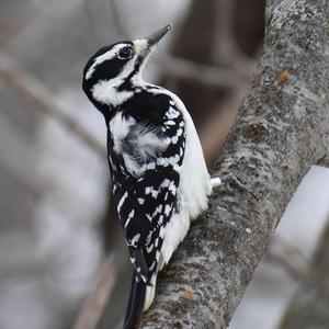 Hairy Woodpecker