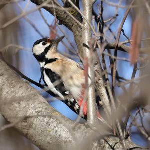 Great Spotted Woodpecker