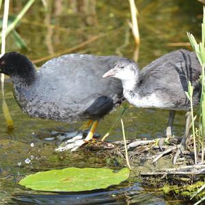 Common Coot