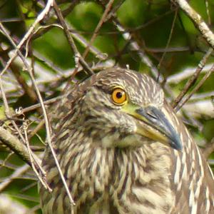 Black-crowned Night-heron