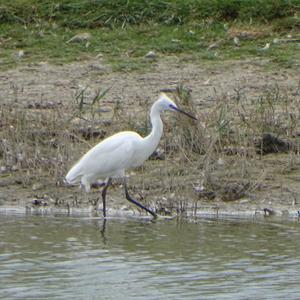 Little Egret