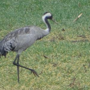 Common Crane