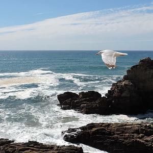 Herring Gull