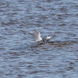 Common Tern