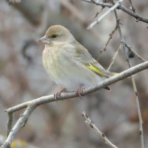 European Greenfinch