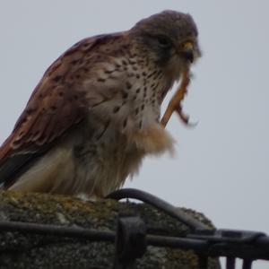 Common Kestrel