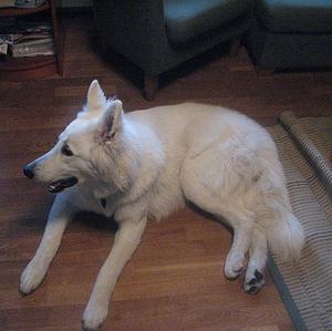 Berger Blanc Suisse