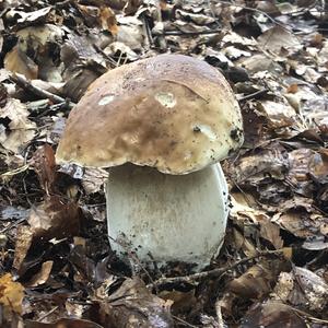 King Bolete