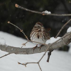 Song Sparrow