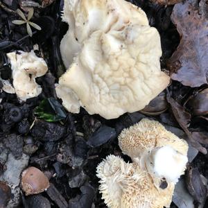 Hedgehog Fungus, Common