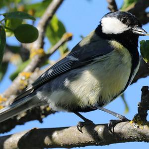 Great Tit