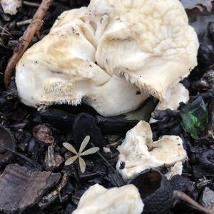 Hedgehog Fungus, Common