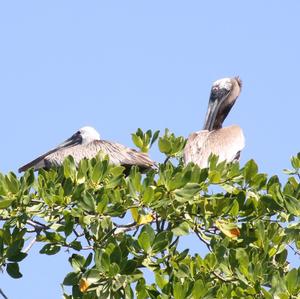 Brown Pelican