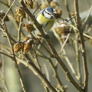 Blue Tit