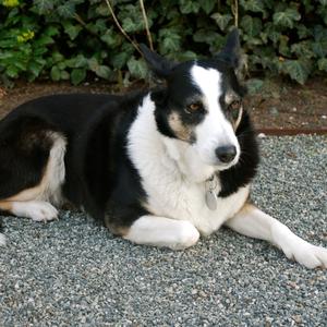 Border Collie