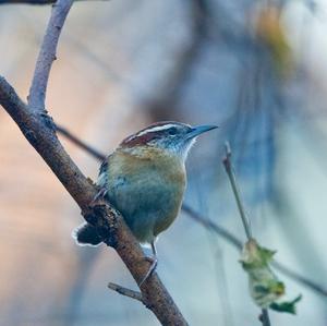 Carolina Wren