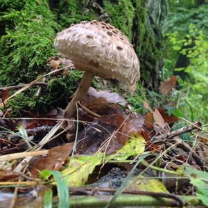 Shaggy Parasol