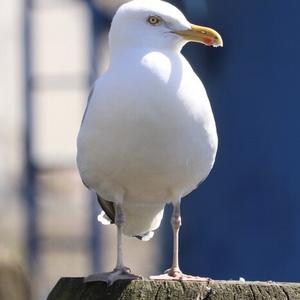 Unknown Species