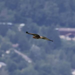 Common Buzzard