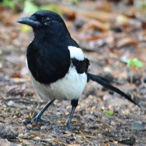 Black-billed Magpie