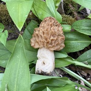 Yellow Morel