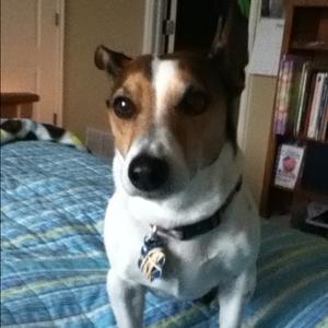 Jack Russell Terrier