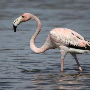 Greater Flamingo