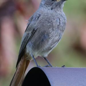 Black Redstart