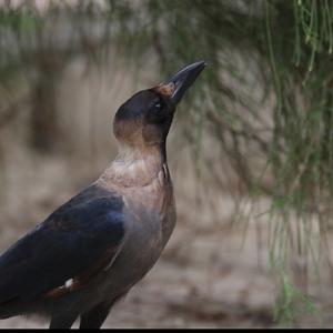 House Crow