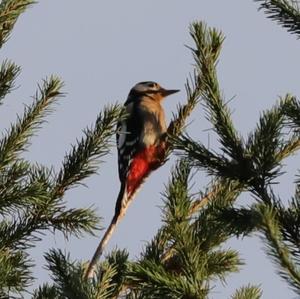 Great Spotted Woodpecker