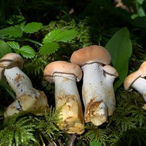 Hedgehog Fungus, Common