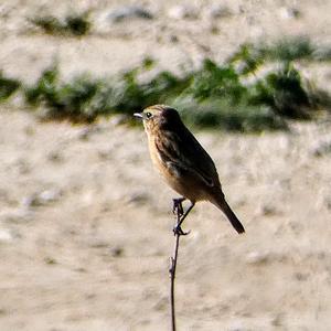 European stonechat