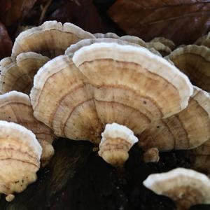 Turkey-tail