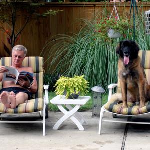 Leonberger