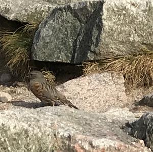 Alpine Accentor