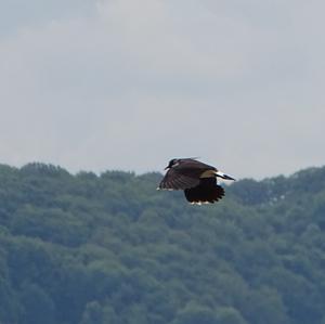 Northern Lapwing