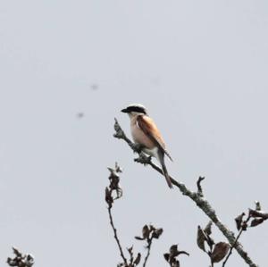 Red-backed Shrike