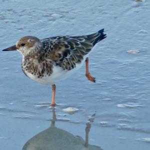 Ruddy Turnstone