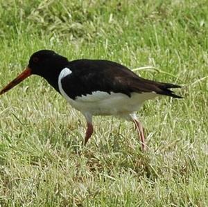 Eurasian Oystercatcher