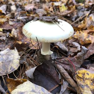 Destroying Angel