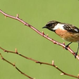 European stonechat