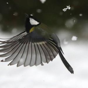 Great Tit