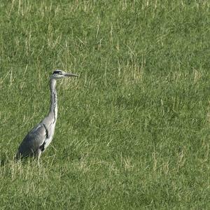 Grey Heron