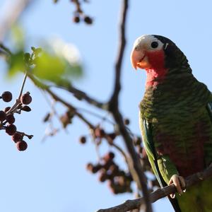 Cuban Amazon