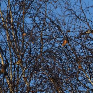 Common Redpoll