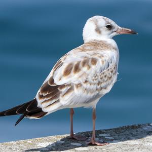 Black-headed Gull