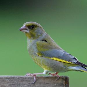 European Greenfinch