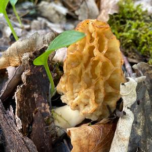 Yellow Morel