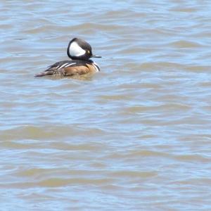 Hooded Merganser