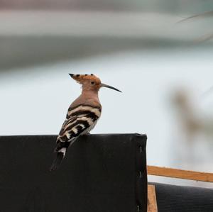 Eurasian Hoopoe